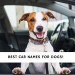 The Best Dog Car Names to Use on Your Vehicle